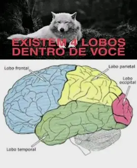 🐺 #lobopidao #meme