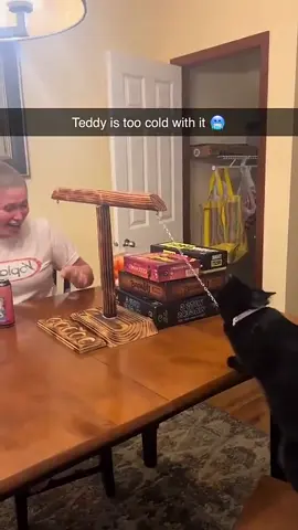 Teddy has ultimate #Aura 😤 (via @Madison Soliday) #cat #ring #toss 