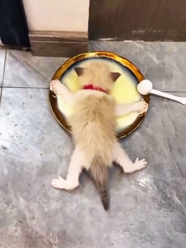 Little Kittens Cute and Funny Moments 😻  #pets #kitty #cute #kittens #viral_video #cutecat #kittycat #minicat #catlover #catsoftiktok #kitten #cuteanimals #pets #fyp #foryoupage #viral #views #grow#funnytiktok  #500k @tiktokglobal @tiktok creators 