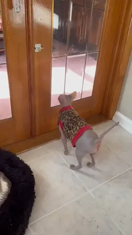 Just Bu doing Bu things * * * #nocoatkitty #sphynx #sphynxofinstagram #catmemesdaily #petmemes #catmemes #kittygram #funnypets #funny #catstagram #cat #petsofig