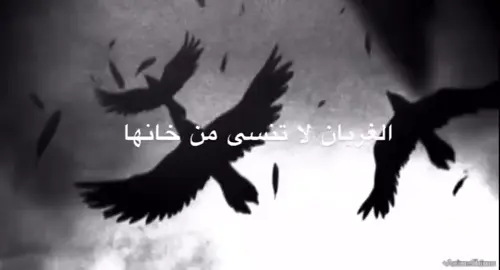 الغربان لا تنسى من خانها، فهل أنا بغرابٍ أم شيءٌ أشدُّ وفاءً؟ لماذا لا أنساك؟ ألأنّي منحتك قلبي، فمزقته؟ أم لأنكِ, بكل نرجسيةٍ، اتخذتِ صدقي سلّماً لغروركِ؟ خنتِني، لا ضعفًا فيّ، بل لأن الطعن أسهل حين يثق القلب، ولأن الكاذب يحتاج روحًا طاهرة ليُتقن تمثيله. فاذهبي... وابقي في مرآتكِ، تُعجَبين بانعكاسٍ هشّ، تُصفّقين لبطولةٍ لم تكن، بينما أجمع أنا شظاياي، صامتًا... كغرابٍ أسود، لا ينسى.