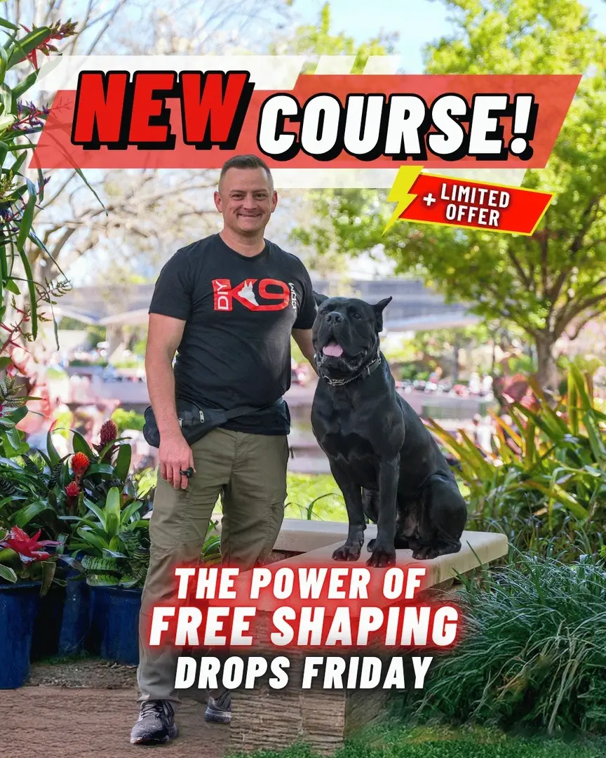 🚨 NEW COURSE DROPPING FRIDAY 6/13! 🚨 The Power of Free Shaping is almost here—and it’s going to change the way you train your dog. No luring. No bribing. No corrections. Just a clear system to shape rock-solid behavior that sticks for life. 🧠 Build independent thinking ✅ Create behaviors that stick for life 🔥 Tap into a method that builds confidence and clarity—without saying a word When The Power of Free Shaping launches this weekend, you'll get a chance to jump at a limited-time launch deal—but you've got to be quick. Set a reminder, this Friday is the drop. We'll see you in the courses! #freeshaping #DogTraining #puppytraining #puppyfun #dogoftheday #puppytrainer #dogobediencetraining #balanceddogtraining #dogsaregreat #recall #puppytrain #k9trainer #dogobedience #dogbehavior #dogtrainingtips
