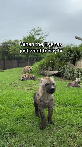 Come face to face with our clan of inquisitive spotted hyenas, Africa’s most misunderstood mammals. 🐾 During our hyena encounter, you’ll learn all about these incredible creatures, hand-feed our three spotted hyenas, and come face to face with these specialised carnivores for some photos.   🔗 Link in bio, book now!  #SydneyZoo #westernsydney #sydney #seeSydney #zoo #hyena #hyenas #zoobabies