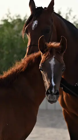 ماهقيت انه يجي يوم وتميل الكفه ..🐎🤍📸 #صهيل #خيل_وخياله🐎 #خيل #خيل_عربي #خيل_عربي_اصيل🐎🐎 #الشعب_الصيني_ماله_حل #مالي_خلق_احط_هاشتاقات🦦 #اكسبلور؟ #تصويري📸اكسبلوور #viral #fyp #شعر #قصيده 