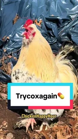 the FDA & Frankie approved new med #chickens #rooster #jokes #dadjokes #lesbiansoftiktok #funnyanimals #chickensofinstagram #chickenhappyhour  