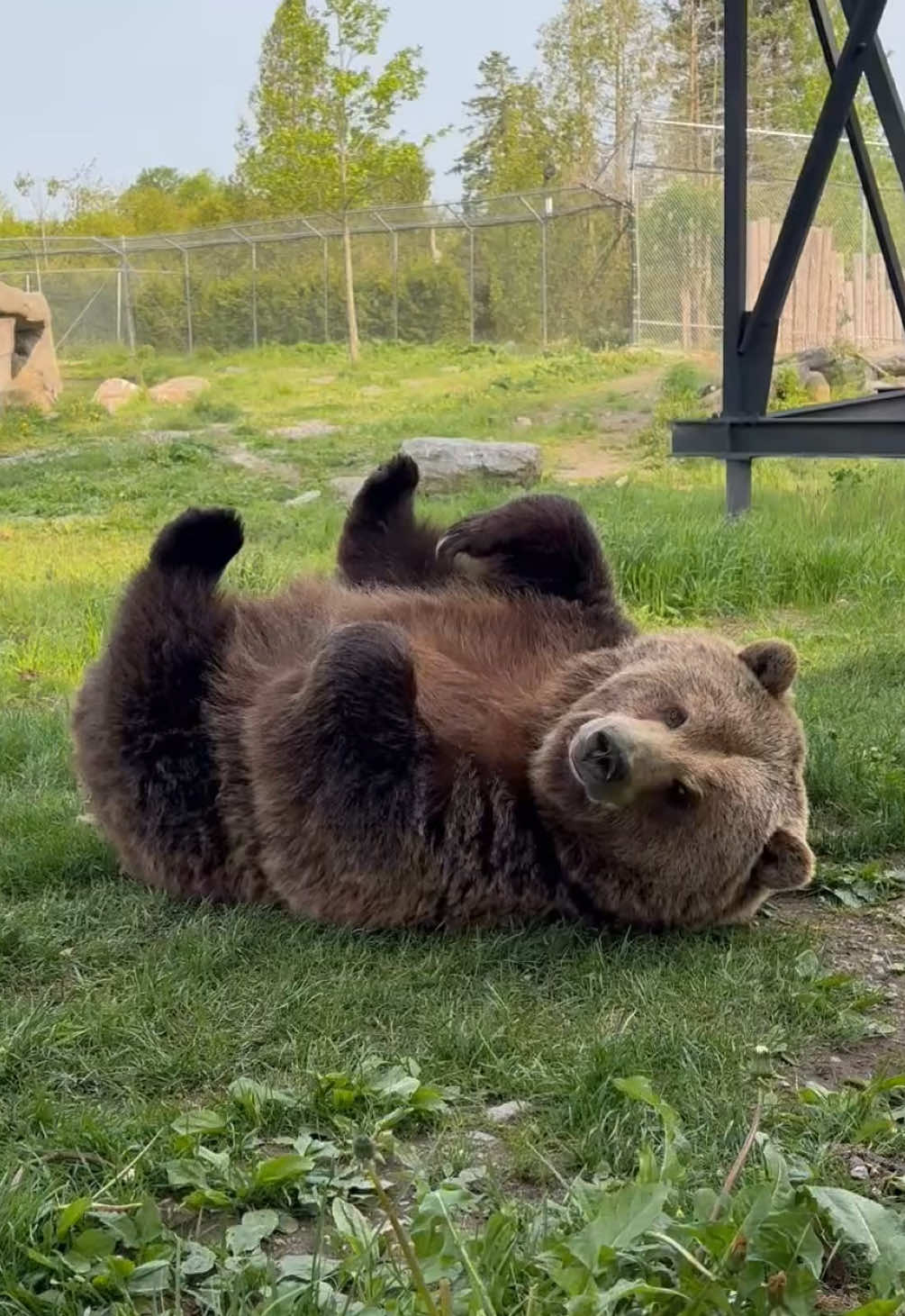 A busy bear day 🐻