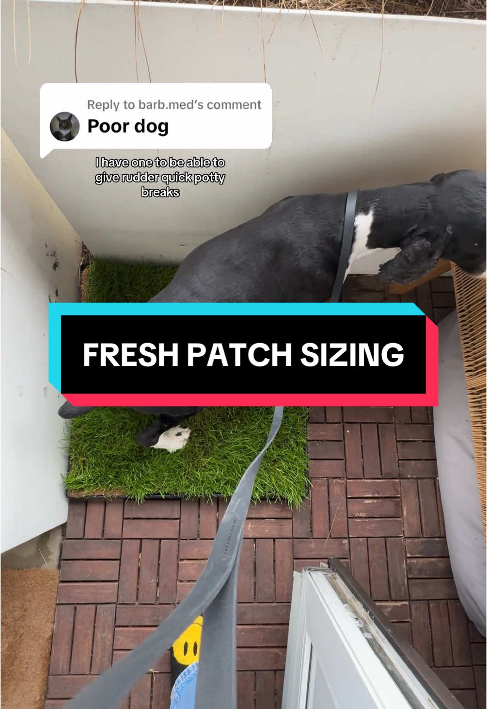 Replying to @barb.med @freshpatch gave me RUDDER10! 🌱 #freshpatch #citydogs #apartment 