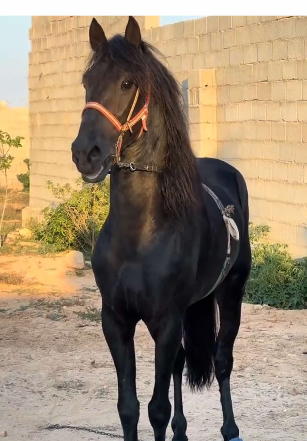 ذكر الله واجب : لا يعشق الخيل إلا من يشبههـا فـي عزتهـا وقـوتهـا فلا يعشـق الأصيـل إلا الأصيـل #خيل #اربد_بوحليقه #فرسان_ليبيا #ليبيا #احميده_الذيب #الشاعر_احميده_الذيب 