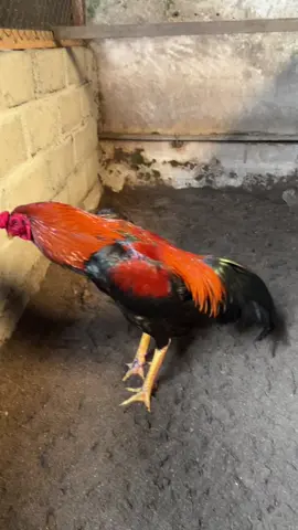 ayam sayur#koytrad🐔🏆🏆🏆 #phanatkoy #bangkokklasik 