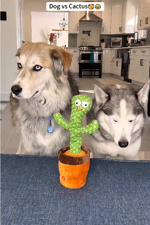Dog vs cactus 🐶😡🌵 #haha #funnyvideos #fyp #usa #dog #funnydog #dogsoftiktok #catus 