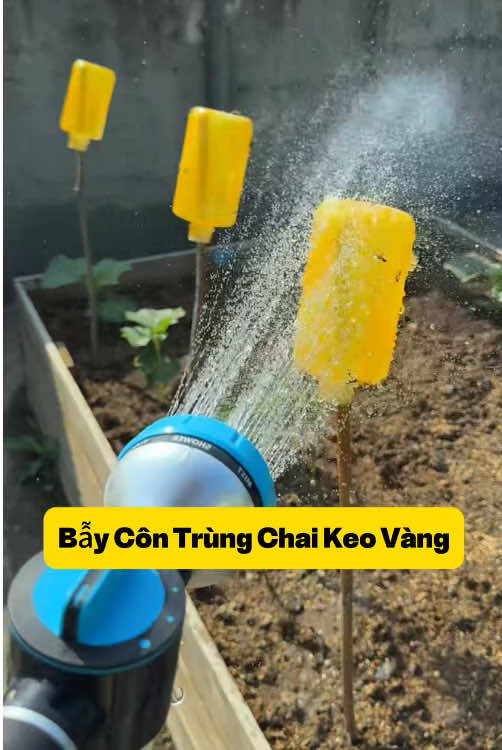 Bẫy Côn Trùng Chai Keo Vàng-HIỆU QUẢ 99%, DÙNG 1 LẦN NHỚ CẢ ĐỜI. #keoxitruoivang #chaixitruoivang #trongcay #keobayruoivang #ruoivang #ruoivangductrai #bayruoivang #xuhong #xuhongtiktok #fyp #chaikeoxitruoivang #nongnghiep #saubenhhaicay #phongtrusaubenh #vuoncayantrai #xuhuongnongnghiep #meonhanong #vuonrau #nongdan #lamnong