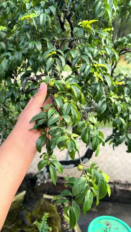 Ai thắc mắc quả muội hồng thì đây nhé #bonsai #muoihong 