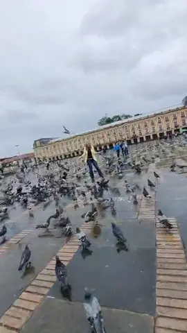 Cualquier cosa puede pasar en medio de una grabación, literal me atacó una paloma loca… #periodismo  #periodistas #plazadebolivar #bogotá 
