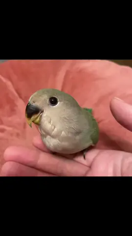 #コザクラインコ #コザクラインコのいる生活 #コザクラインコ可愛い #小桜インコ可愛いすぎる #多頭飼い #小桜インコ 