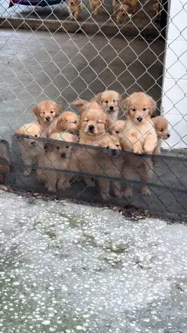 One of these pups is not like the other ones 😂😂😂 Fun fact- a litter of only one pup is called a Singleton litter. When we have a singleton, we typically incorporate the pup in to another litter when they’re weaning so that they’re never alone and have the ability to socialize with other pups. You can see theres a huge size difference between a puppy who was a singleton vs a litter of 11 pups.  However, no matter what size they are as puppies, they all reach the same size as adults. For male Goldens that’s 65-75lbs. For female Goldens that’s 55-65lbs. I’ve been calling this guy “Chooch” for obvious reasons 😂😍