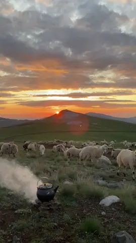 Cefa sefanın habercisidir ☀️🐑