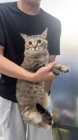 🐱: what happened?! #cutecat #funnycat #cattok #catlife #funnycat #fyp 