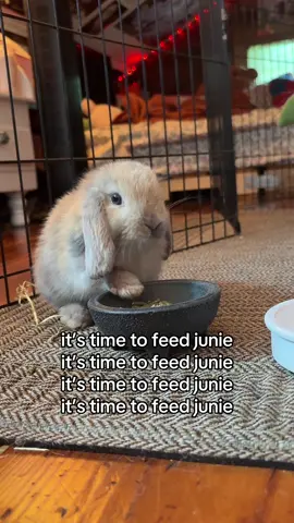 junie is always hungry 😭 #hollandlop #bunny #rabbit #bunnytok #rabbitsoftiktok #rabbitcare #fyp  