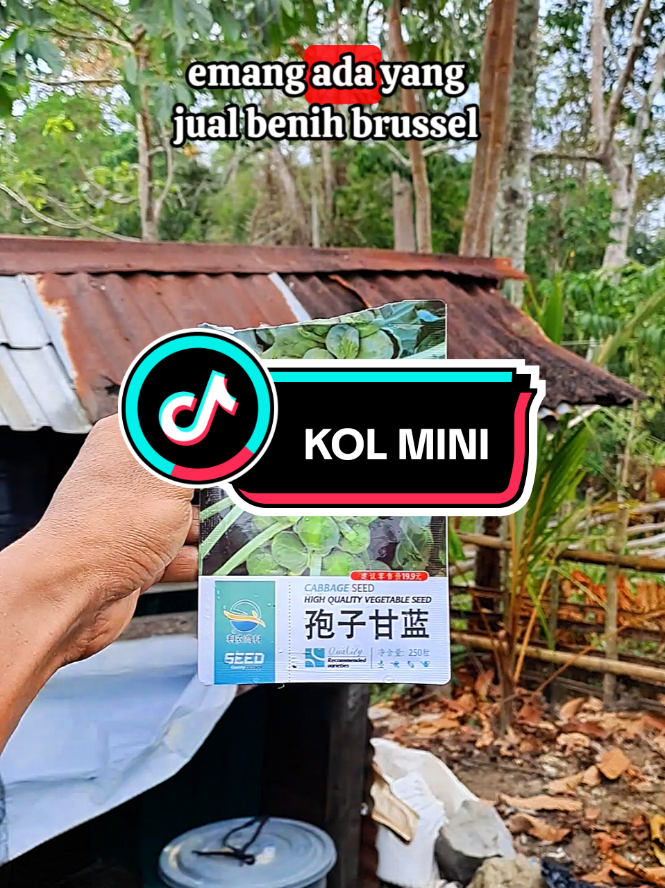 benih kol mini #promoguncang #satukontentiaphari #wibgajian #powershop #Guncang66 #cuantanpabatas #affiliatelinktiktok #kubismini #brussels #lobakmini #kolmini 