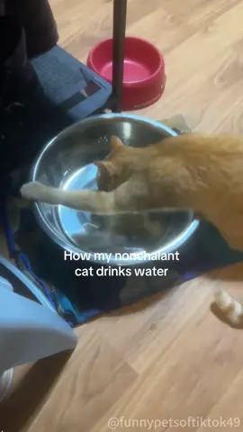 100 Ways Cats Drink Water！#fyp #foryou #petlover #cat #catsoftiktok #catlover #funny #funnyvideos #fypage #funnycat #funnytiktok #cats