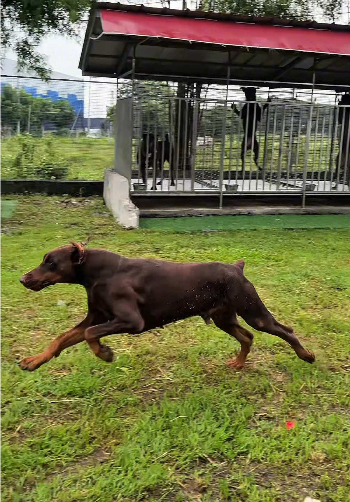 Igor of Joverman Kennel . Gwapo! #doberman #dobermanpinscher #dobermanphilippines 