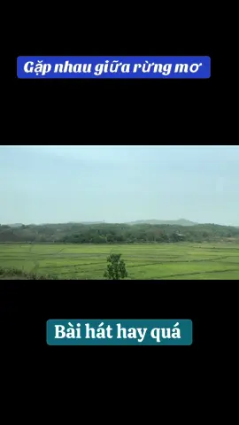 Gặp nhau giữa rừng mơ - Nhạc trữ tình quê hương #XuhuongTicktok2025 #gapnhaugiuarungmo #nhactrutinh 