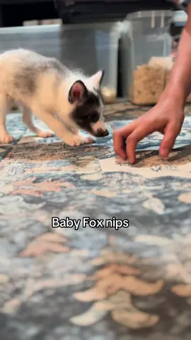 chase with his baby fox nips #fyp #f #foryoupage #fypシ #fypシ゚viral #fox #marblefox #animal #animalsoftiktok #animals 