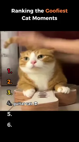 Ranking The Goofiest Cat Moments #fyp #ranking #moments #clips #funnymoments #funny #cat