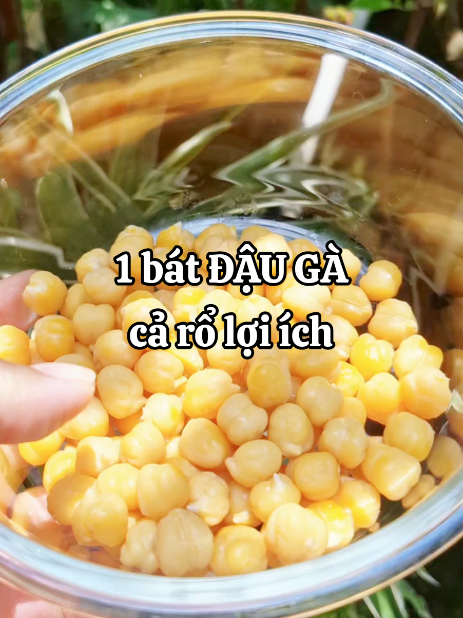 1 bát đậu gà cả rôt lợi ích #meothaonguyen #dauga #daugadkharvest #monngontudauga #healthylife #healthy 