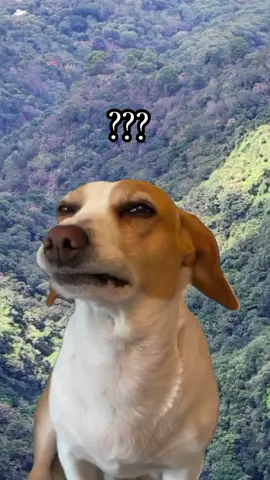 #Meme #MemeCut #CapCut #humor Duda existencial 