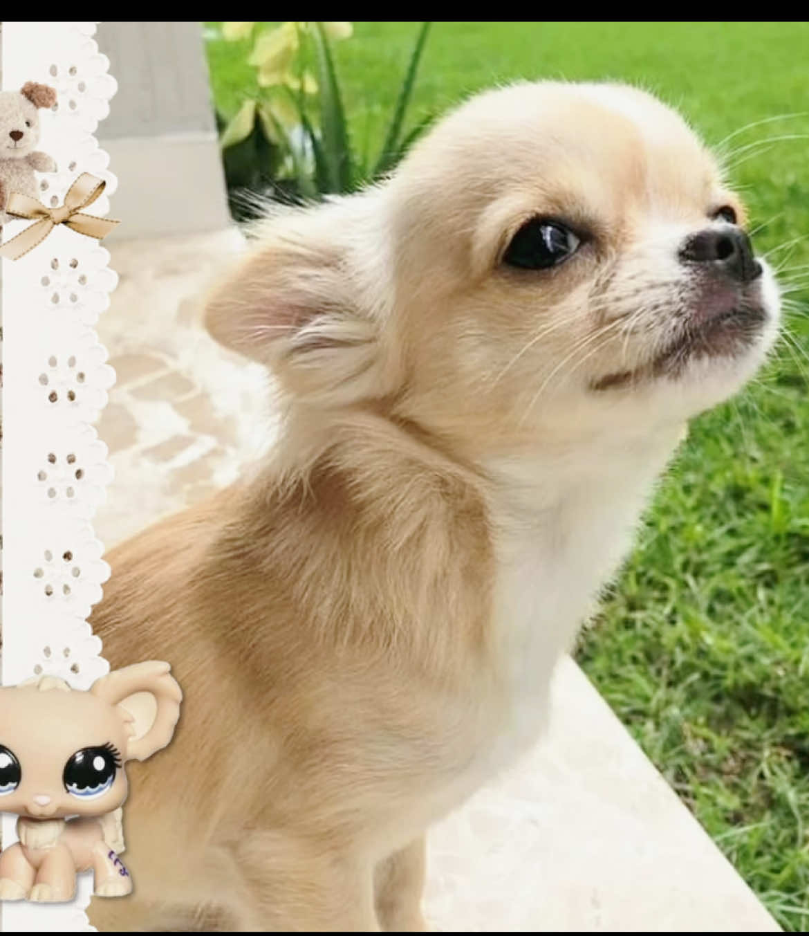 Replying to @i_love_curly_fries I hope you like it #edit #chihuahua #dog #moodboard #moodboardaesthetic #pinterest #cutedog #cutie 