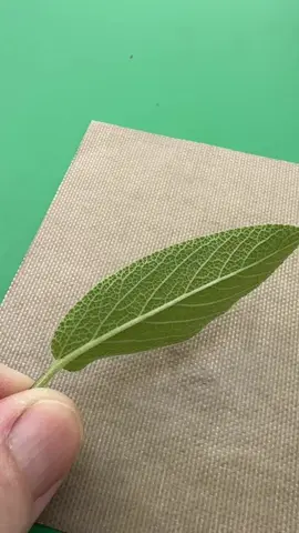 Making sage leaf earrings using art clay fine silver… #metalclay #silverclay #jewellerymaking #leafearrings #dorset