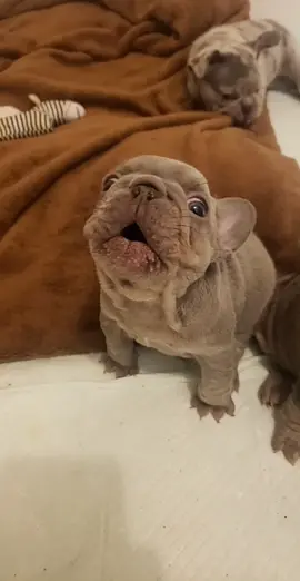 She thinks she’s Chewbacca 😂 #frenchiepuppy #cutepuppy #frenchiesoftiktok #fyp #parati 