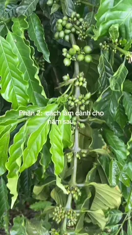 Chia sẻ thực tế về làm cành giữ trữ của cô chủ vườn xinh đẹp😅😍#xuhuongtiktok #nongnghiep #caphe 