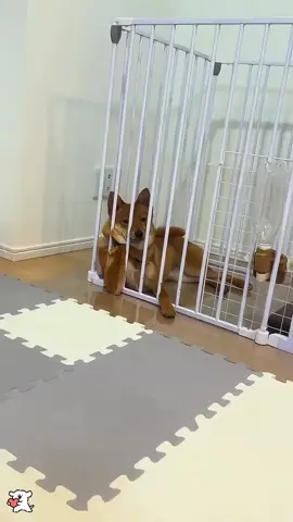 My dog has human-like behavior #dog #dogsoftiktok #doglover #funny #funnyvideos #foryou #fypシ #fypage #funnydog #funnytiktok #dogs 
