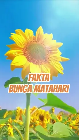 Fakta Menarik Bunga Matahari #faktamenarik #faktaunik#bungamatahari#sunflower Tahukah kamu? Bunga matahari muda bisa mengikuti arah matahari dari pagi sampai sore… Tapi saat dewasa, mereka malah berhenti bergerak dan hanya menghadap ke timur!  Pas masih muda, bunga matahari punya zat ajaib namanya auksin. Zat ini bikin batangnya tumbuh lebih cepat di sisi yang gak kena cahaya. Makanya batangnya jadi melengkung ke arah matahari. Itu sebabnya mereka keliatan 
