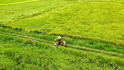 Chuyên mục đi tìm hội người cao tuổi❤️#flycam4k #dji #xuhuongtiktok 