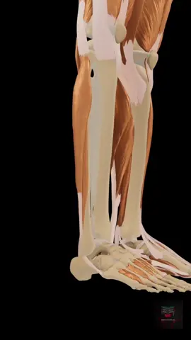 The fibularis longus and fibularis brevis muscle 3D animation video. This is a 3D animation video showing the muscles of the lateral compartment of the leg which are the fibularis longus and the fibularis brevis. #3danimation #medical3danimation #MedicalTikTok #foryoupage❤️❤️ #3DAnatomy #MedTok #legmuscles 