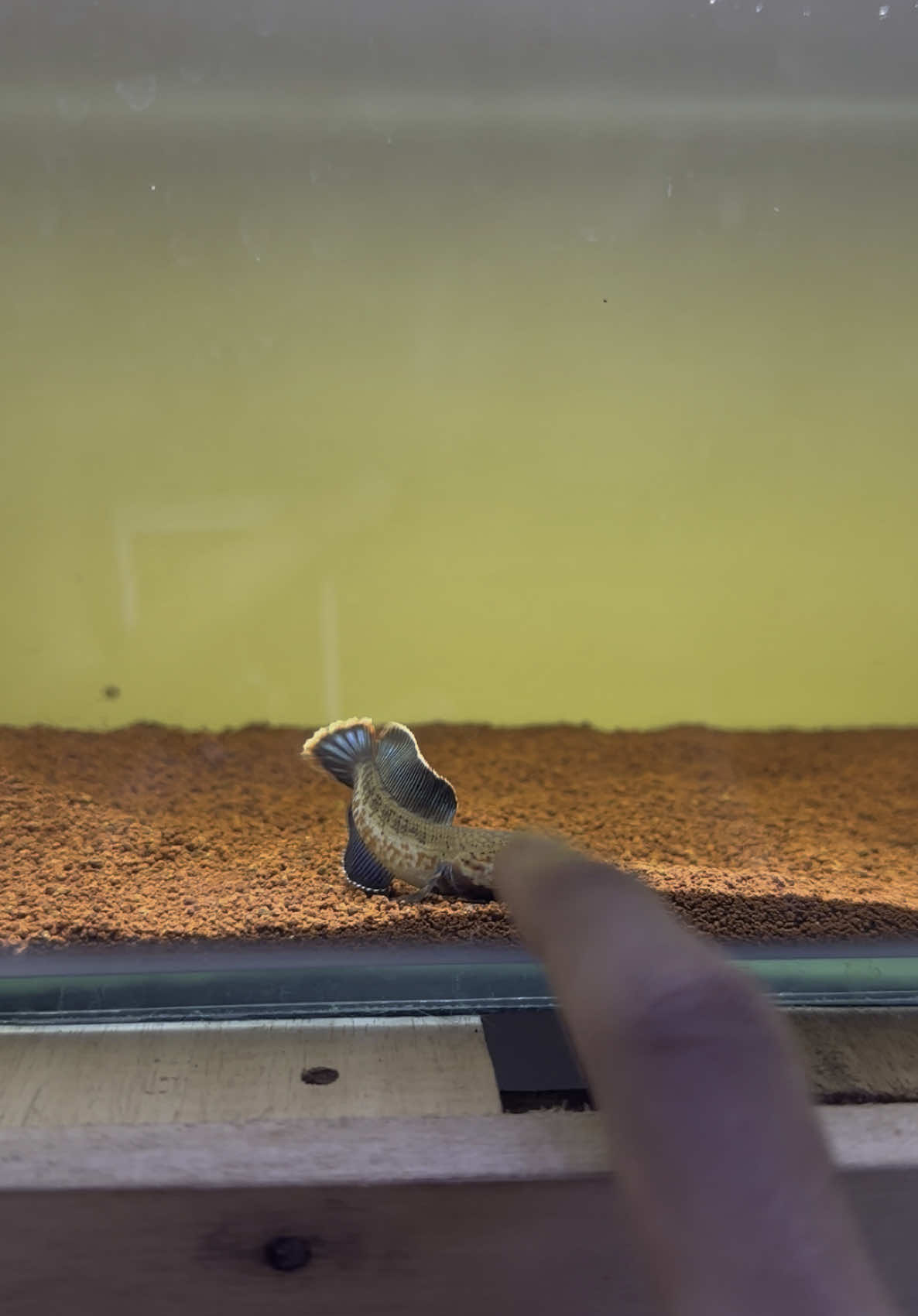 cilik kemaki🥶 #dwarfchanna #channa #channaindonesia #channahighfin #channaandraoindonesia #channaandrao #andrao 