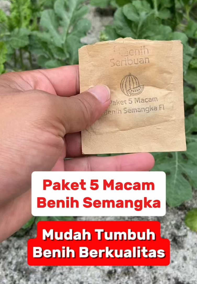 Memiliki beragam jenis tanaman semangka dikebun bisa ambil Paket 5 macam benih semangka ini #benih #benihsayuran #benihseribuan #benihsayuranmurah #berkebun #berkebundirumah #urbanfarming #cuantanpabatas #belilokal 