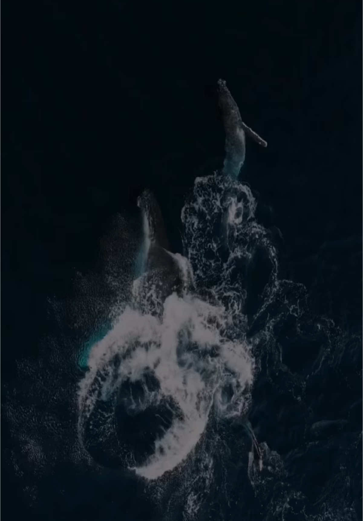 كلُّ القُلوبِ إلىَ الحبيبِ تَمِيْلُ وَمعَيِ بِهـَذَا شـَـاهدٌ وَدَلِيِــــلُ أَمَّا الــدَّلِيِلُ, إذَا ذَكرتَ محمدا ً فَتَرَى دُمُوعَ العَارِفِيْنَ تسيلُ هَذَا مَقَالِيِ فِيْكَ يَا شَرَفَ الْوَرَى وَمَدّحِي فِيْكَ يَا رسُولَ اللهِ قَلِيْلُ هَذَا رَسُــولُ اللهِ هذا المُصْطَفَىَ هَذَا لِـــرَبِ العـــَـالمينَ رَسُــولُ إِنْ صــَادَفَتْنِيِ مِنْ لَدنْكَ عِنَايَةٌ لِأَزُوُرَ طَيْبَةَ والــنَّخِـَيلَ جَمِيْلُ يَا سَيِّدَ الكَوْنينِ يَا عَــلمَ الهُدىَ هَذَا المُتيَمُ فيِ حِمـَـــاكَ نَزِيـْـلُ هَذَا النبيُّ الْهَاَشِميُ مُحَمَّدٌ هَذَا لكلِّ العـَـــالمينَ رَسُـــولُ هَذَا الـَّـــذِيِ رَدَّ العُــــُيونَ بِكَفِّهِ لَمَّاَ بَدَتْ فَوْقَ الـــخُدَودِ تَسِـْيلُ يَـَا رَبِّ إِنِّيِ قَـْد مَدَحْـتُ مُحَمَّدَاً فِيِهِ ثَوَابِيِ وَلِلْـــــمَدِيِــحِ جَزِيـِـلُ صَلَّىَ عَلَيْكَ اللهُ يَا عَلَمَ الْهُدَىَ مَاَ لَاحَ بَدْرٌ فِيِ السَّمَاَءِ دَلِيِلُ صَلَّىَ عَلَيْكَ اللهُ يَاَ عَــلَمَ الهُدَىَ مَاَ حَنَّ مُشتَـــــاقٌ وَسَــاَرَ جَمِيْلُ هَذَا رَسَولُ اللهِ نِبْرَاسَ الهُدَىَ هَذَا لكلِّ العـَـــالمينَ رَسُـــولُ#ebrahim_salama86 #صلي_علي_النبي_محمد_صلي_الله_عليه_وسلم #اللهم_صلي_على_نبينا_محمد 