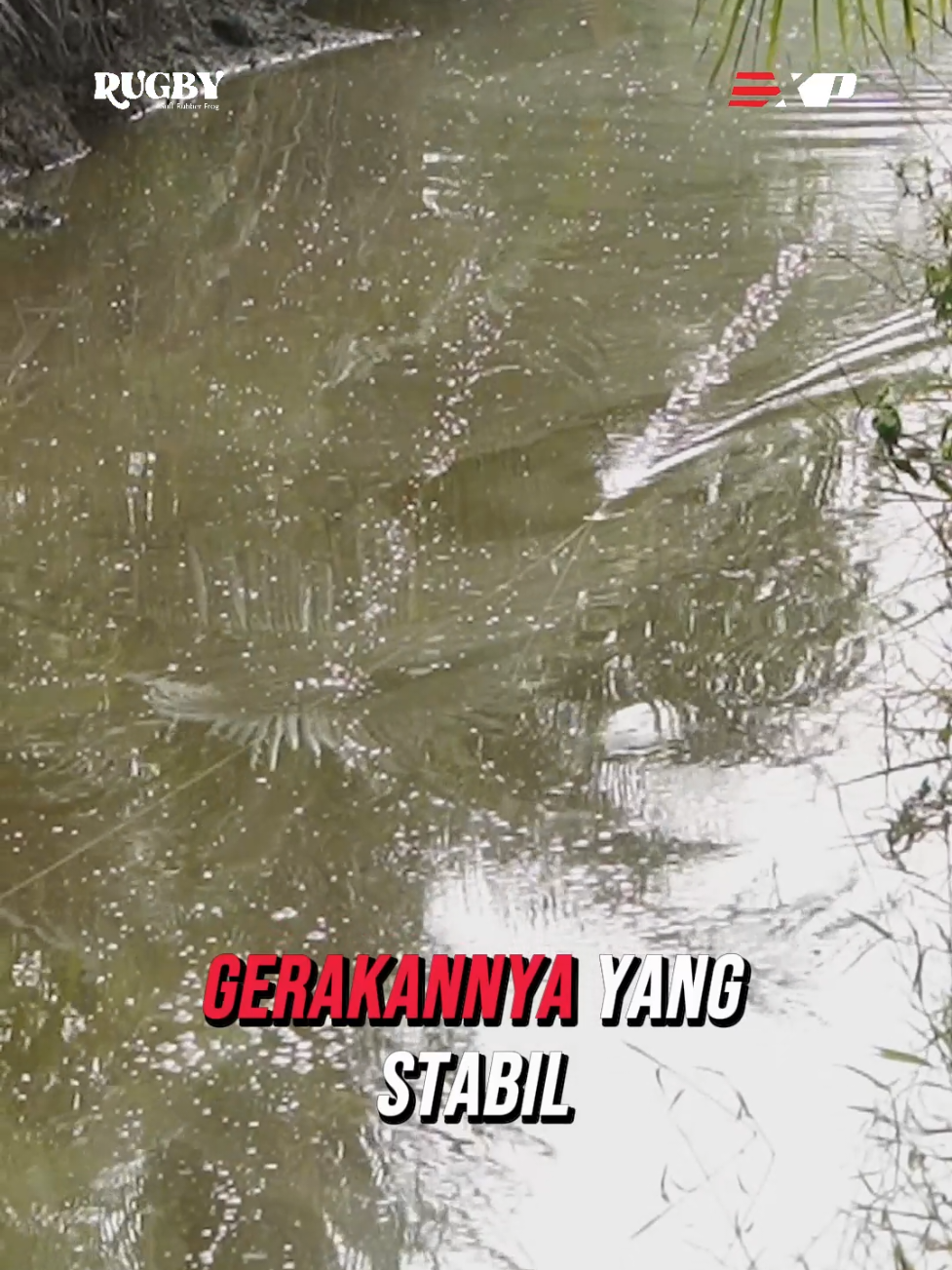 Si Legend RUGBY🏉 mah emang gini gerkanya, Smooth & Stabil tapi bikin SNAKEHEAD kesenggol dan ga tahan buat nyamber💥💥💥  #PemancingIndonesia #Memancing #HobiMemancing #IkanGabus #MancingGabus #GabusLiar #MancingFrog #GabusGanas #ViralMancing #TikTokMancing