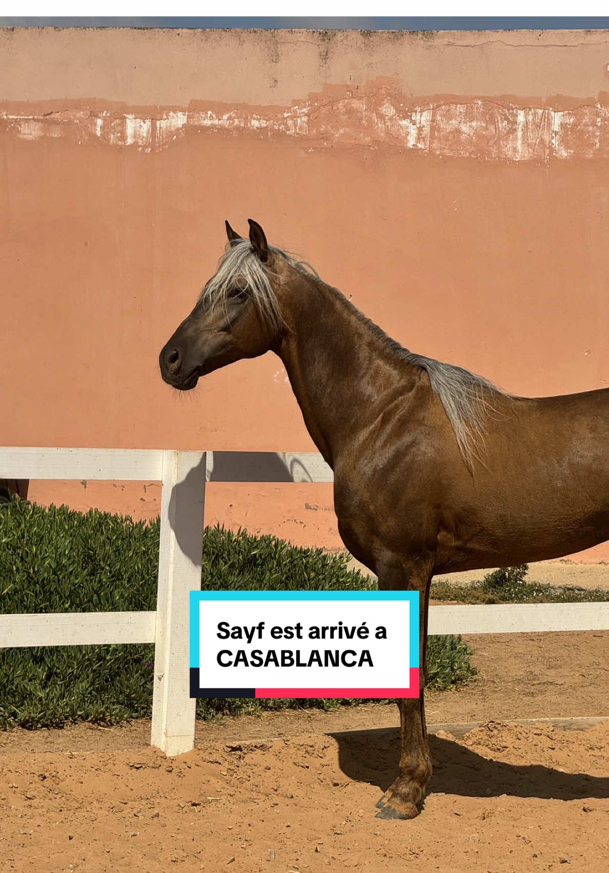 Je ramène mon cheval en France! 🇲🇦➡️🇫🇷 Sayf est bien arrivé à Casablanca, il y séjournera normalement tout le long de sa quarantaine avant de partir vers la France! Merci beaucoup à Virginie (la propriétaire du club) d’accueillir Sayf, je sais qu’ici il sera choyé et d’ailleurs il s’y sent déjà très bien, ça saute aux yeux 🥰 Maintenant il faut de la patience, attendre 1 mois avant qu’il parte vers la France. Avant de partir il aura plusieurs vaccins et examens afin d’obtenir un certificat du vétérinaire qui indique qu’il est apte à partir et conforme aux réglementations européennes. #casablanca #morroco #exportationcheval #transportequin #horseoftiktok #achatcheval #quarantainecheval #horsegirl 