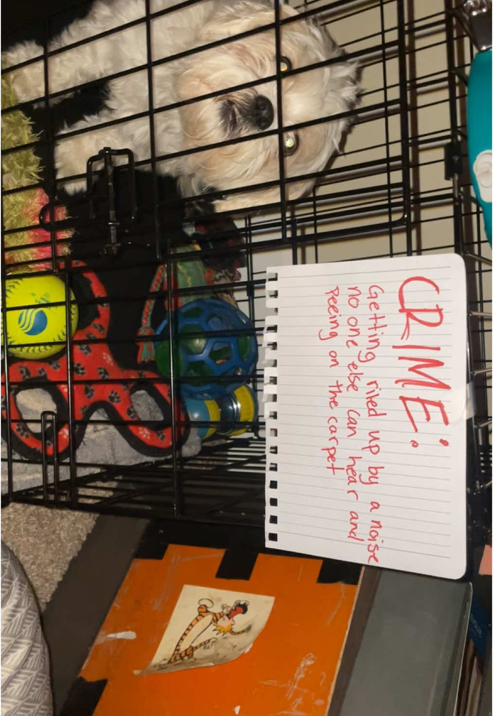 Now I gotta bail him out 😭😭😭😭 #dogsoftiktok #baddog 