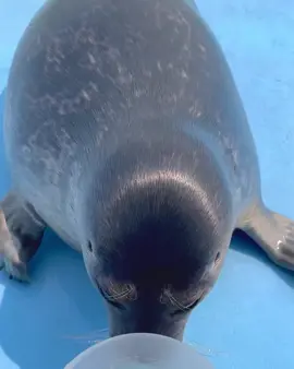 #foryoupage #cute #silly #seal #fyp #tokkaricenter video from tokkaricenter_official.  Today I'm Moon-chan After finish eating fish, I was urging it wasn't enough. Looks like they finally decided to go home I'm going home... Peep 00 There are no fish after all. Yes yes I'm going to drown in the water~... Peep 00 You sure you don't have to stop me? Never give up until the end, Looking back with a little anticipation, All the fish are in Tsuki-chan's belly Just a little bit of patience until next meal Gluttonous Tsuki's Bursting with cuteness, While filming the caretaker This made me giggle 