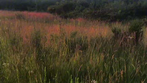 #nature #peace #vibe #naturevibes #fyp #on 