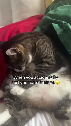 The cat’s expression say it all #usaus #funny #funnyvideos #petlover #foryou #kitten #cutebaby #cat #catsoftiktok 