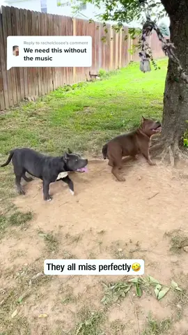 Funny Two Dogs🐶🤣🤣#dog#funny#funnyanimals#funnypets#animals #dogsofttiktok #pet #foryou #longervideos