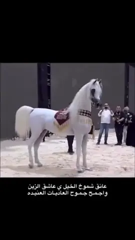 #خيل_وخيال #تصميم_فيديوهات🎶🎤🎬 #شيوخ #الشعب_الصيني_ماله_حل😂😂 