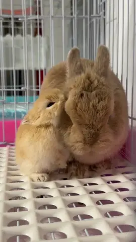 #douyin #fpy #lol #wow #cute #rabbits #china #fypシ #tiktok 
